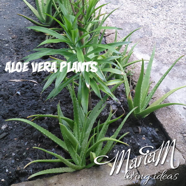 learning from things around us